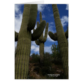 Drie Giant Saguaro cacti met blauwe lucht en wolke