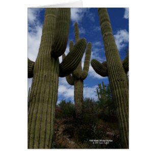 Drie Giant Saguaro cacti met blauwe lucht en wolke