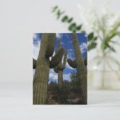 Drie Giant Saguaro cacti met blauwe lucht en wolke Briefkaart (Staand voorkant)