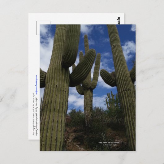 Drie Giant Saguaro cacti met blauwe lucht en wolke Briefkaart (Voorkant / Achterkant)