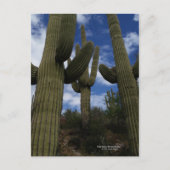 Drie Giant Saguaro cacti met blauwe lucht en wolke Briefkaart (Voorkant)