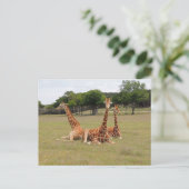 Drie Giraffe op Fossil Rim Briefkaart (Staand voorkant)