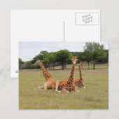 Drie Giraffe op Fossil Rim Briefkaart (Voorkant / Achterkant)