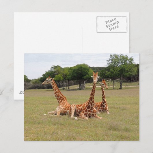 Drie Giraffe op Fossil Rim Briefkaart (Voorkant / Achterkant)