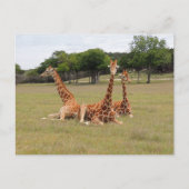 Drie Giraffe op Fossil Rim Briefkaart (Voorkant)