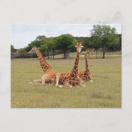 Drie Giraffe op Fossil Rim Briefkaart