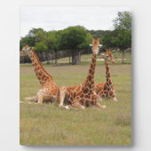 Drie Giraffe op Fossil Rim Fotoplaat (Voorkant)