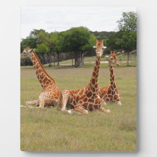 Drie Giraffe op Fossil Rim Fotoplaat