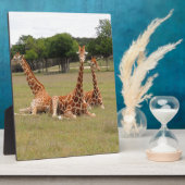Drie Giraffe op Fossil Rim Fotoplaat (Zijkant)