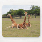 Drie Giraffe op Fossil Rim Muismat (Voorkant)