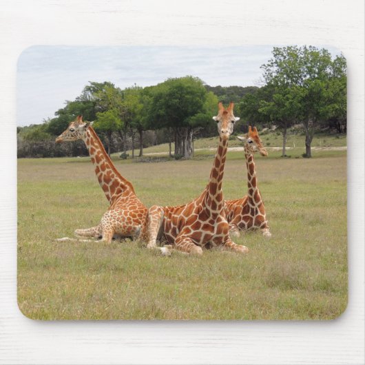 Drie Giraffe op Fossil Rim Muismat (Voorkant)