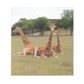 Drie Giraffe op Fossil Rim Notitieblok (Voorkant)