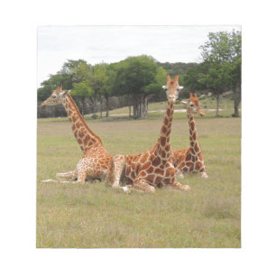 Drie Giraffe op Fossil Rim Notitieblok