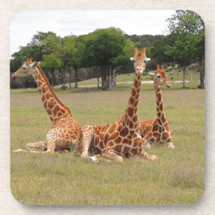 Drie Giraffe op Fossil Rim Onderzetter
