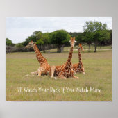 Drie Giraffe op Fossil Rim Poster (Voorkant)