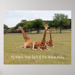 Drie Giraffe op Fossil Rim Poster