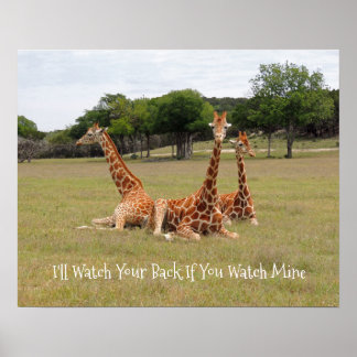 Drie Giraffe op Fossil Rim Poster
