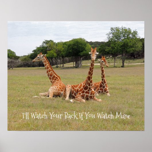 Drie Giraffe op Fossil Rim Poster (Voorkant)