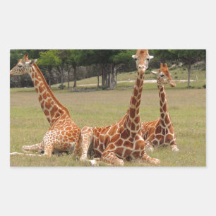 Drie Giraffe op Fossil Rim Rechthoekige Sticker
