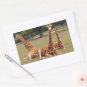 Drie Giraffe op Fossil Rim Rechthoekige Sticker (Envelop)