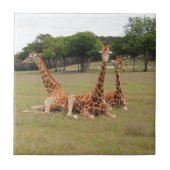 Drie Giraffe op Fossil Rim Tegeltje (Voorkant)