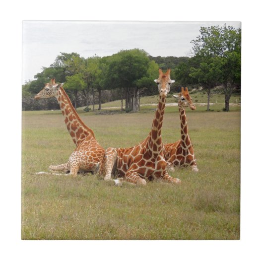 Drie Giraffe op Fossil Rim Tegeltje (Voorkant)