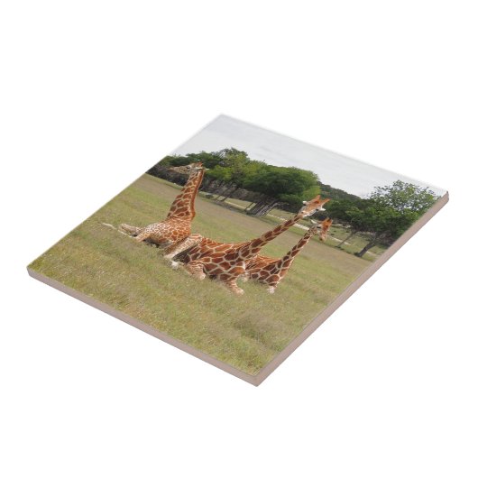 Drie Giraffe op Fossil Rim Tegeltje (Zijkant)