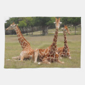 Drie Giraffe op Fossil Rim Theedoek (Horizontaal)