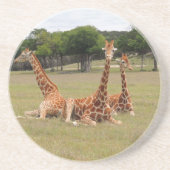 Drie Giraffe op Fossil Rim Zandsteen Onderzetter (Voorkant)