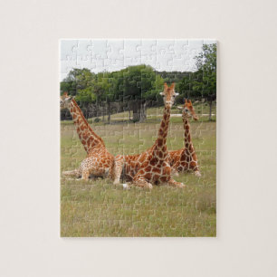 Drie giraffen bij Fossil Rim Legpuzzel