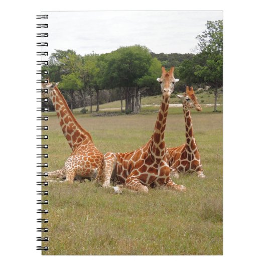 Drie giraffen bij Fossil Rim Notitieboek (Voorkant)
