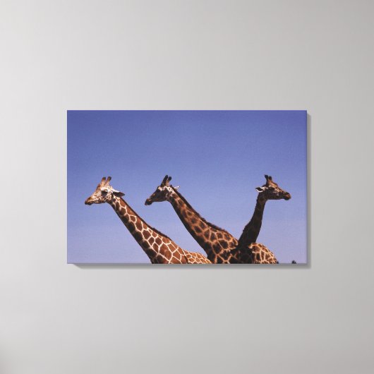 Drie giraffen canvas afdruk (Voorkant)