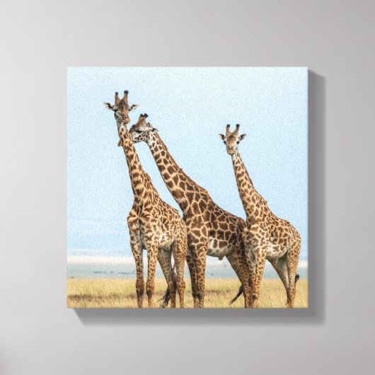 Drie giraffen die poseren canvas afdruk (Voorkant)