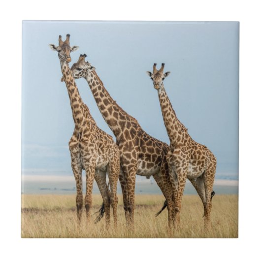 Drie giraffen die poseren tegeltje (Voorkant)