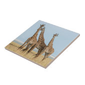 Drie giraffen die poseren tegeltje (Zijkant)