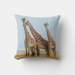 Drie giraffen in pose kussen