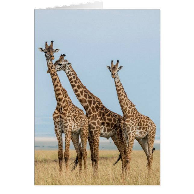 Drie giraffen poseren (Voorkant)