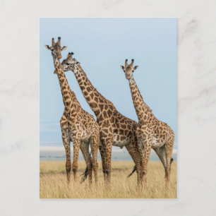 Drie giraffen poseren briefkaart