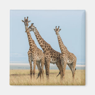 Drie giraffen poseren magneet