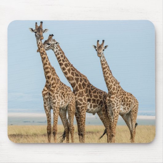 Drie giraffen poseren muismat (Voorkant)