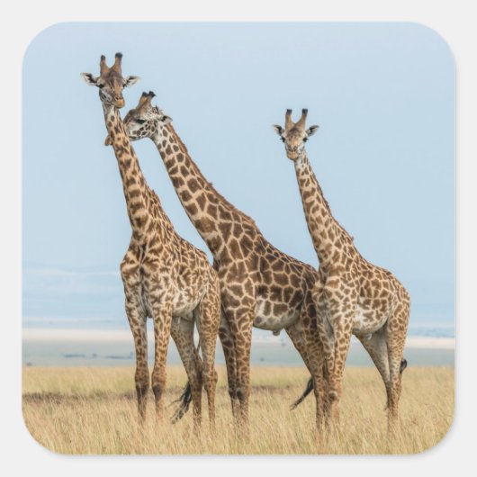 Drie giraffen poseren vierkante sticker (Voorkant)