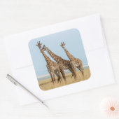 Drie giraffen poseren vierkante sticker (Envelop)