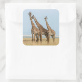 Drie giraffen poseren vierkante sticker (Tas)