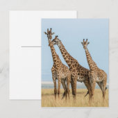 Drie Giraffes Briefkaart (Voorkant / Achterkant)