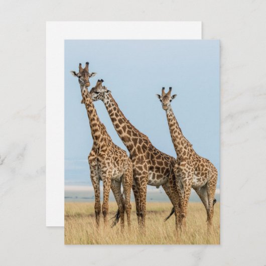 Drie Giraffes Briefkaart (Voorkant / Achterkant)