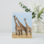 Drie Giraffes Briefkaart (Staand voorkant)