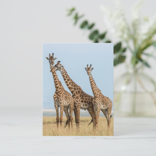 Drie Giraffes Briefkaart (Staand voorkant)