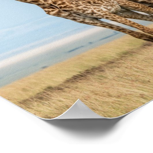 Drie Giraffes Poster (Hoek)