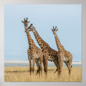 Drie Giraffes Poster (Voorkant)