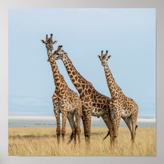 Drie Giraffes Poster (Voorkant)